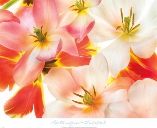 Tulips 2 by Harold Davis