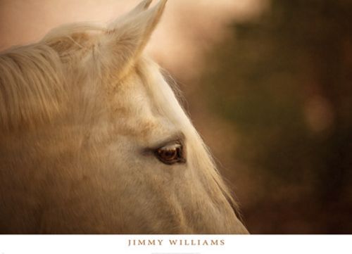 Insight by Jimmy Williams