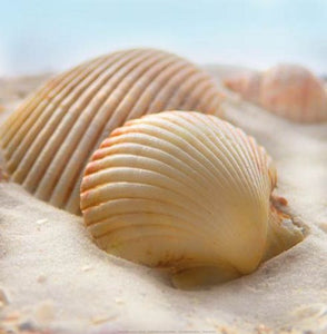 Beachy Shell I by Donna Geissler