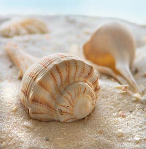 Beachy Shell III by Donna Geissler