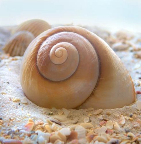 Beachy Shell IV by Donna Geissler