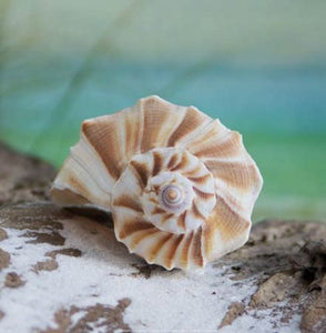 Shell and Driftwood I by Donna Geissler