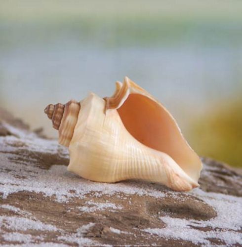 Shell and Driftwood IV by Donna Geissler