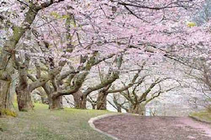 Blossom Hill by James Gordon