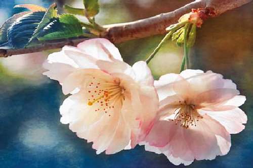 Cherry Blossom II by Leda Robertson