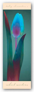 Tulip Chromatics I by Robert Mertens