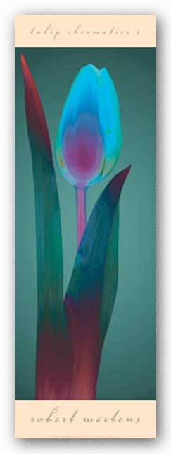 Tulip Chromatics I by Robert Mertens