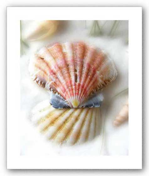 Sand and Shells II (Scallop) by Donna Geissler