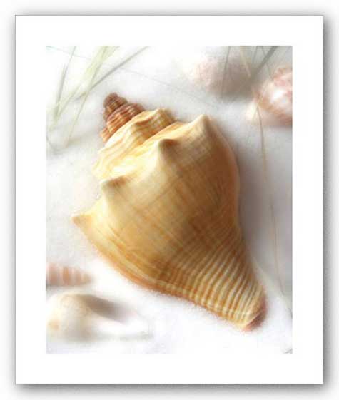 Sand and Shells VI (Conch) by Donna Geissler