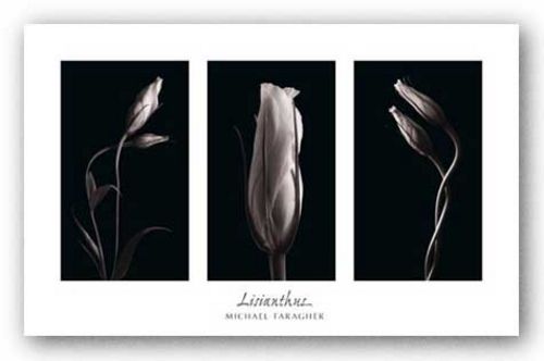 Lisianthus by Michael Faragher