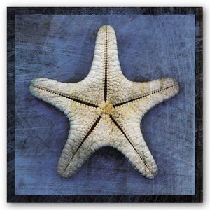 Armored Starfish Underside by John W. Golden