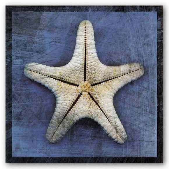 Armored Starfish Underside by John W. Golden