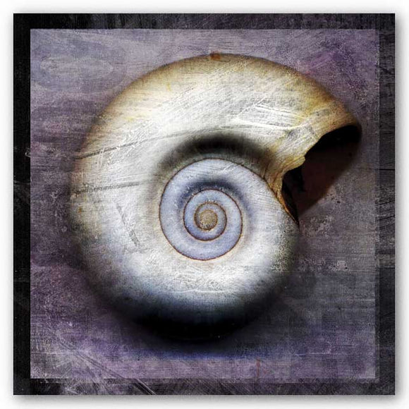 Moon Snail by John W. Golden