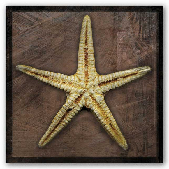 Starfish by John W. Golden