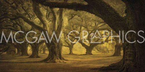 Oak Alley West Row by William Guion