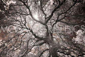 Ethereal Tree by Michael Hudson