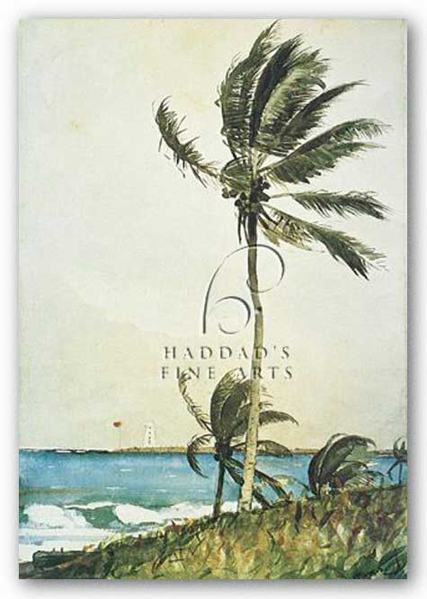 Palm Tree, Nassau by Winslow Homer