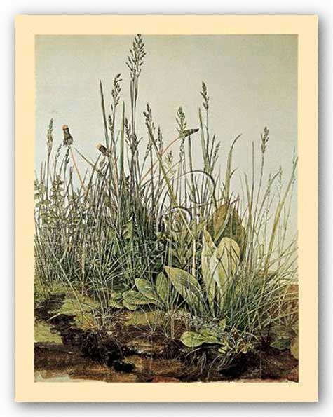 Tall Grass by Albrecht Durer