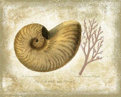 Of Shells and Shore I by Mauro Cardoza