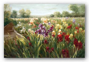 Fields of Iris by Ian Cook