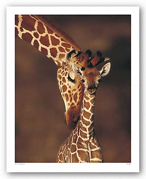 Giraffe by Karl Ammann
