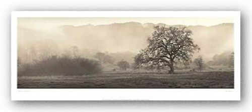 Meadow Oak Tree by Alan Blaustein