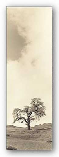 Vintage Oak Tree - Museum Wrap Canvas by Alan Blaustein