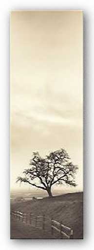 Sentinel Oak Tree - Museum Wrap Canvas by Alan Blaustein