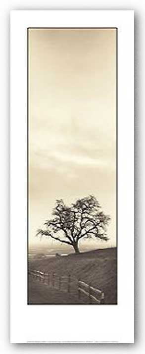 Sentinel Oak Tree by Alan Blaustein