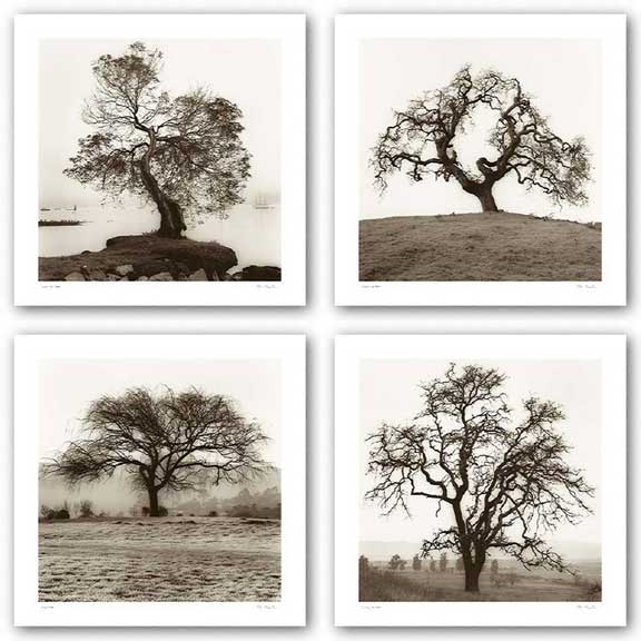Country Oak Tree, Coast Oak Tree, Hillside Oak Tree, and Willow Tree Set by Alan Blaustein