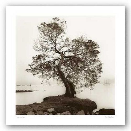 Coast Oak Tree (detail) by Alan Blaustein