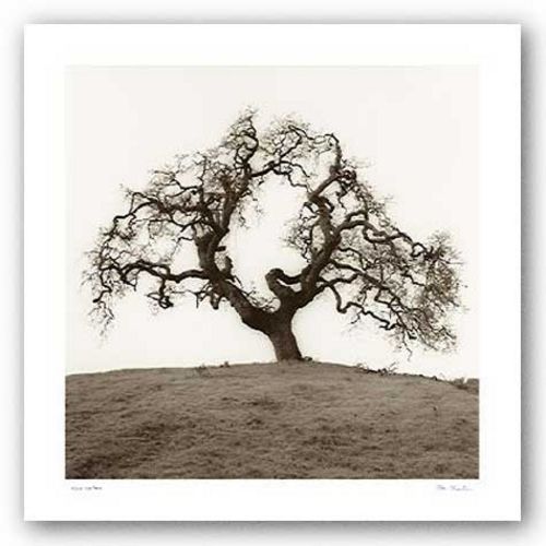Hillside Oak Tree by Alan Blaustein