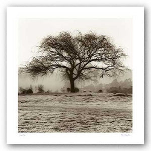 Willow Tree by Alan Blaustein