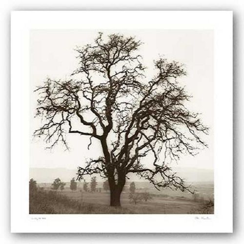 Country Oak Tree by Alan Blaustein