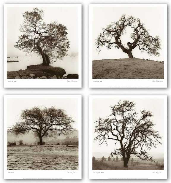 Country Oak Tree, Coast Oak Tree, Hillside Oak Tree, and Willow Tree Set by Alan Blaustein