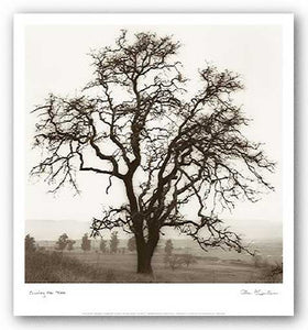 Country Oak Tree by Alan Blaustein
