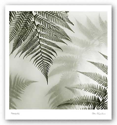 Ferns No. 1 by Alan Blaustein