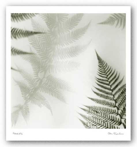 Ferns No. 2 by Alan Blaustein