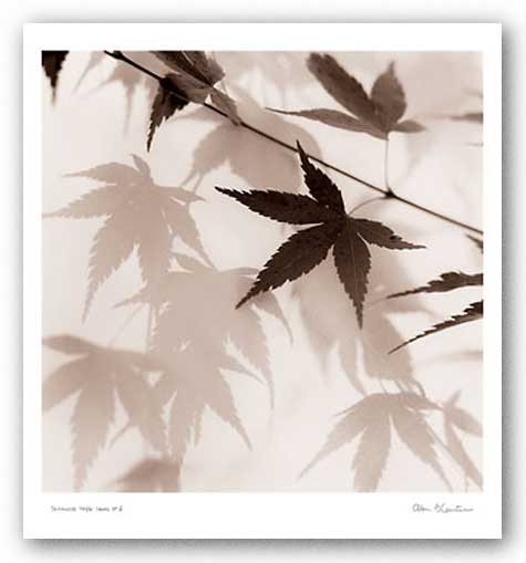 Japanese Maple Leaves No. 2 by Alan Blaustein