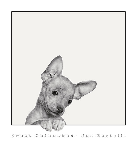 Sweet Chihuahua by Jon Bertelli