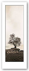 Coast Oak Tree by Alan Blaustein