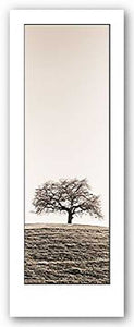 Lone Oak Tree by Alan Blaustein