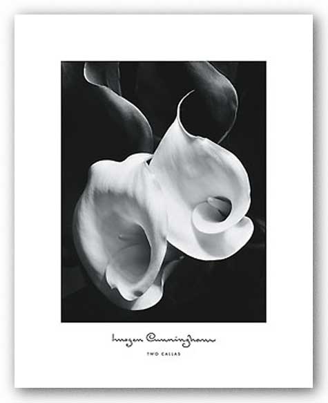 Two Callas  by Imogen Cunningham