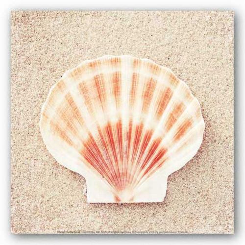 Scallop Shell by Carolyn Cochrane