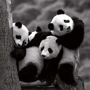 Pandas by Danita Delimont