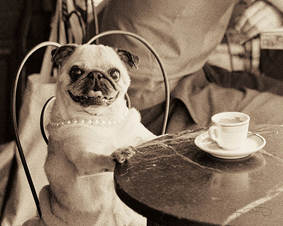 Cafe Pug by Jim Dratfield