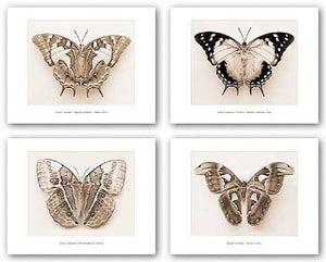 Moth Set (Four Prints) by Raquel Edwards