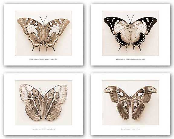 Moth Set (Four Prints) by Raquel Edwards