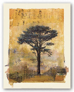 Presidio Cypress by Donald Farnsworth