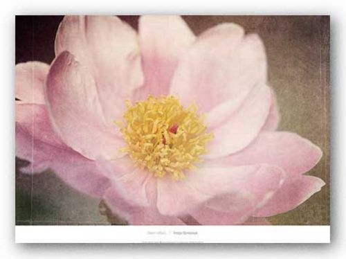 Peony in the Park by Dawn LeBlanc